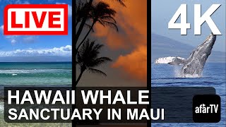 🔴 Live Now 247 Hawaii Humpback Whale Marine Sanctuary in Maui Hawaii in 4K Ultra HD [upl. by Ariait735]