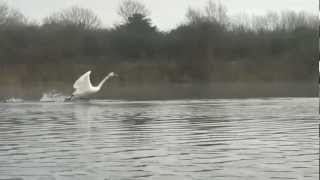 Swan takeoff [upl. by Nywra266]