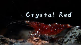 Crystal Red  Caridina marlenae 红水晶 [upl. by Nosrak]