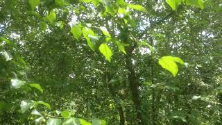 Cornus mas trees and their exotic forest fruits 280523 [upl. by Goulden307]