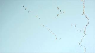 Hundreds of Canada Geese Flying South [upl. by Blatt]