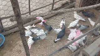 pigeon high flyer bijnor uttar pardesh [upl. by Nodlehs757]