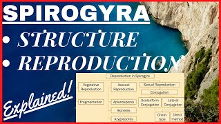 Chlorophyta Green Algae  Scalariform Lateral Conjugation Reproduction in Spirogyra Diagram NEET [upl. by Delahk]