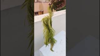 Foxtail plant ☘️  Easy maintenance Aquarium plant  beginner aquarium plant [upl. by Manon972]