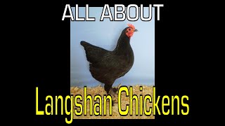 Langshan Chicken  Information [upl. by Liederman]