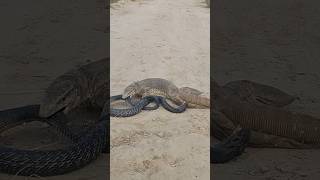 Cobra Snake bites the Monitor Lizard amp Lizard bites the Snake tailsnakelizardfightwildJogiTv [upl. by Slerahc]