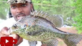 Bream Fishing With A 16ft Pole RedearBluegill Action [upl. by Ennayhc]