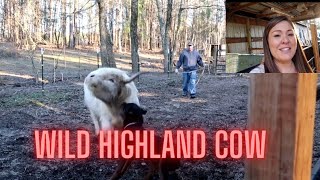 Breeding my cow How to Artificial Insemination Peaches is a wild Scottish Highland Cow [upl. by Wenz343]