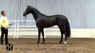 Hanoverian Stallion Licensing and Sales  CatalogNo 33 [upl. by Auberbach]