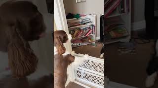 Female Dog Telling Male Dog She Is Not In Heat Any More shorts [upl. by Nirehtak982]