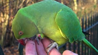 RingNecked Parakeet  Hand feeding Birds and an Owl  Kensington Gardens London [upl. by Moskow719]