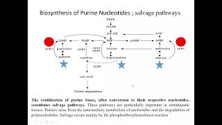 Biyokimyanın temelleri Pürin Metabolizması Salvage Pathway LeschNyhan sendromu [upl. by Hardwick196]