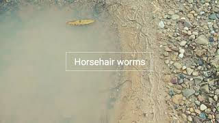 Horsehair worms in Louisiana [upl. by Greyson985]