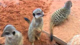 Meerkat Lookout at Bristol Zoo [upl. by Burny476]