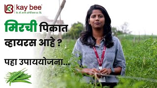 मिरची पिकातील व्हायरस नियंत्रणासाठी सर्वोत्तम उपाययोजना Effective Virus Control in chilli [upl. by Anirak]