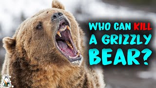 6 Animals That Could Defeat A Grizzly Bear [upl. by Cinimmod143]