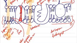 BIOLOGI BAB 3BAHAGIAN 2 MELUKIS MEMBRAN PLASMA SPM TINGKATAN 4 [upl. by Basso]