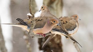 Weekly Wildlife Doves and Duikers [upl. by Schenck]