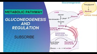 Biochemistry  Metabolic Pathway  Gluconeogenesis  Regulation of Gluconeogenesis [upl. by Airliah998]