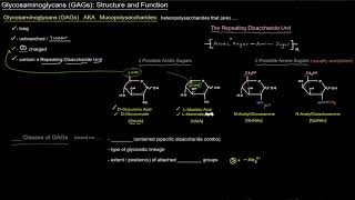 Glycosaminoglycans GAGs Structure and Function  Intro free sample [upl. by Weibel691]