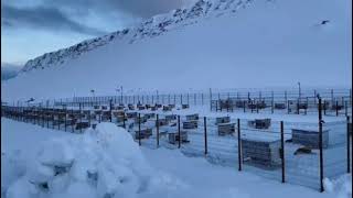 DOG SLEDDING IS OUR LIFESVALBARD [upl. by Suoirrad]