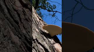 Strange Mushroom Growing on a Tree Looks Like a Helicopter Landing Pad [upl. by Arised]