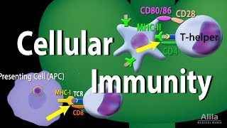 Cellular Immunity  Adaptive Immunity part 1 Animation [upl. by Jemena169]