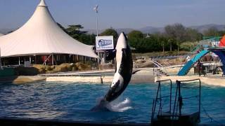 Marineland Antibes spectacle des orques [upl. by Kciredes]