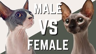 Male Sphynx VS Female Sphynx Cat  Compare and Contrast [upl. by Nevaj]