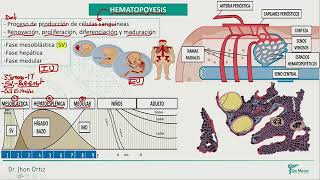 Hematología  Hematopoyesis [upl. by Elleirda973]