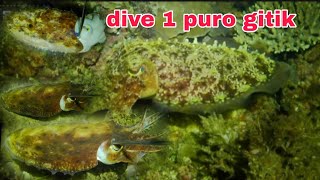 EP151 dive 1 puro gitik night sperfishing philippines [upl. by Ogait]