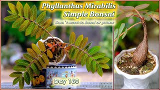 How to grow Phyllanthus Mirabilis caudex plant a simple bonsai that dont need to bend or prune [upl. by Alur]