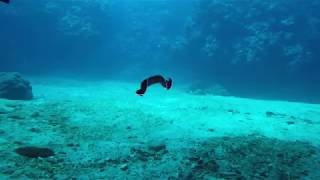 Marine Flatworm in Okinawa [upl. by Naujud]