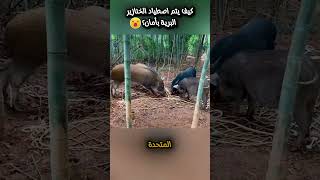 كيف يتم اصطياد الخنازير البرية بأمان؟ shortvideo shortsyoutube ترند ابداع ابداع معلومات news [upl. by Arodal823]