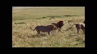 Serengeti Nomads [upl. by Kam]