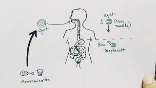 GROWTH EXPLORED  The Enhanced Human Parasite  How the Helminth Enters and Changes the Body [upl. by Helms909]