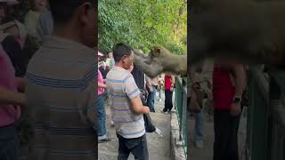 funnyanimals videos monkey attack lmao [upl. by Benedikta120]