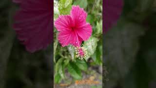 Gumamela flower found in the Philippines [upl. by Talbot]