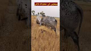 bachra farming in Pakistan attitude vijayentry cow shorts bull animals love farming [upl. by Ran]