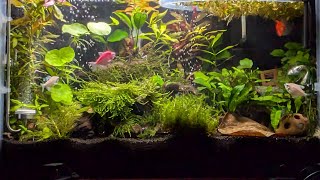 10 Gallon Community Tank [upl. by Lindblad]