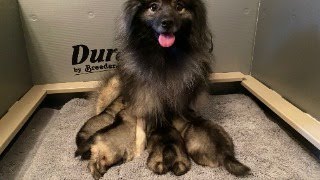 Keeshond 3 Week Old Puppies [upl. by Tedi565]