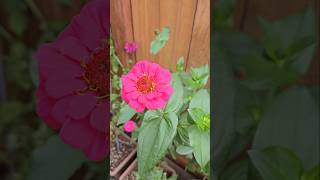 Collecting seeds from zinnia flowers seedcollection shorts zinnia usa garden plants [upl. by Anama]