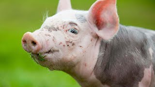 Are Potbellied Pigs Smart Animals  Pet Pigs [upl. by Nyrahtak]