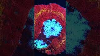 Amazing Ring of fire rainbow Lobophyllia coral shorts saltwaterfishtank aquarium coralreef [upl. by Nabois]