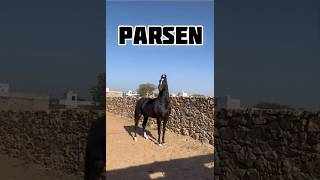 shorts Marwari horse stallion Parsenn studfarm marwarihorse viral horse trending ytshorts yt [upl. by Yhtur904]