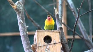 붉은모란앵무 Fischers lovebird Agapornis fischeri [upl. by Attegroeg]