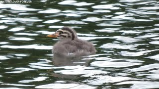 Grebes chicks floating yawning and sleeping [upl. by Sigrid]