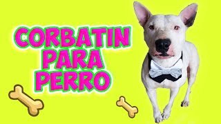 CORBATIN ADORABLE PARA TU PERRO 🐾 Manualidades para Mascotas [upl. by Auhesoj]