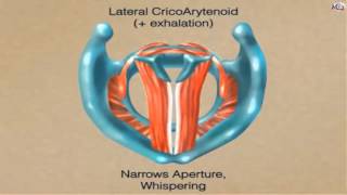 ENT  3D  Larynx 2  Anatomy  physiology and congenital diseases of larynx 2 [upl. by Freemon816]