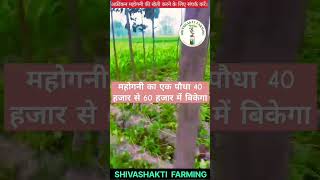 महोगनी का एक पौधा लाखो रुपए का Mahogany tree farming in bihar agriculture shortvideo tree [upl. by Kennan496]